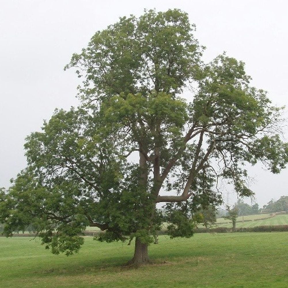 Experts predict that we potentially might lose up to 95% of our ash trees in the UK, which will have a devastating impact on the landscape and the biodiversity of our woodlands.