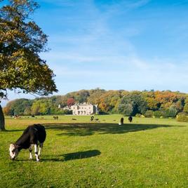 Parklands with grazing cattle in from of a large country mansion house