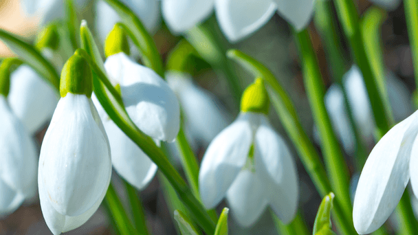 Snowdrops