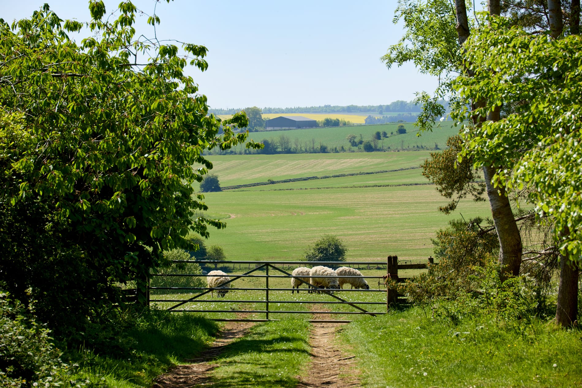 Waterloo Farm Imagery