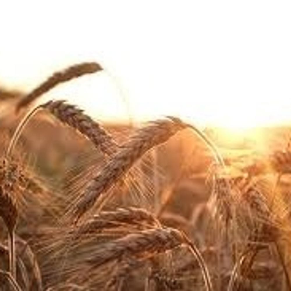 Image for article: Basic Payment Scheme Update