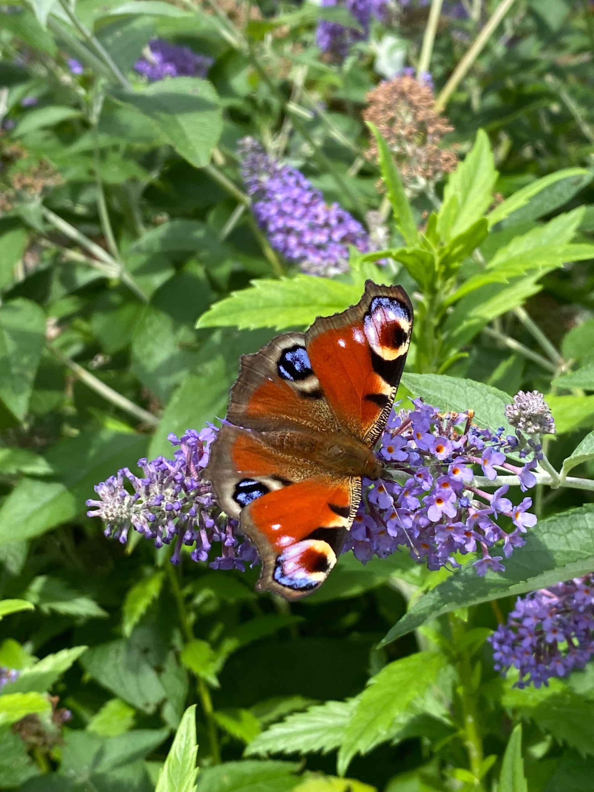 Butterfly