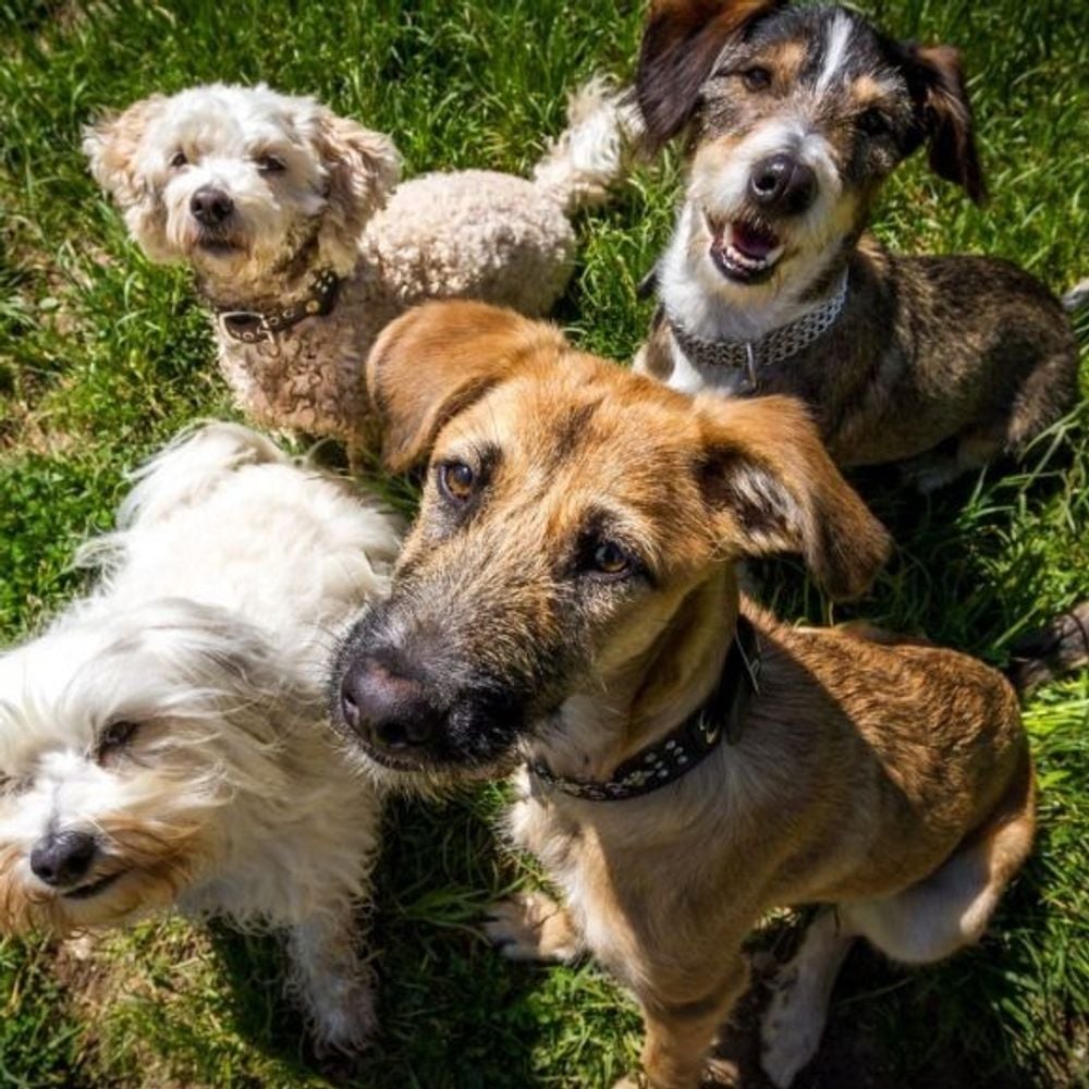 Image for article: Mocha Maisy Doggy Playschool- Dog Daycare