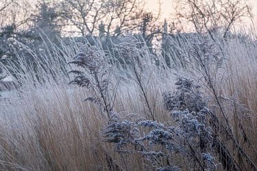 Wild Grass