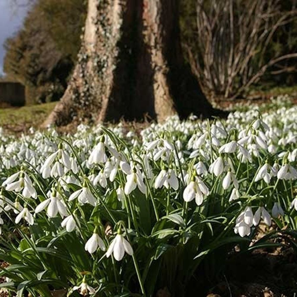 Image for article: Glorious Gardens in the Cotswolds to Visit this Spring