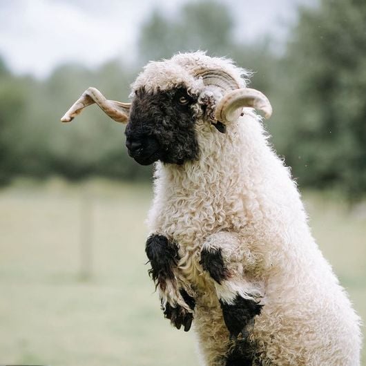 Lamb