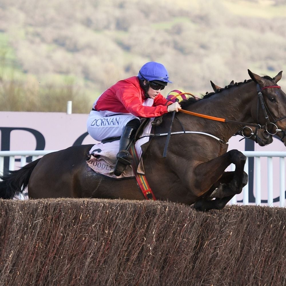 Image for article: Top Tips for The Cheltenham Festival 2024 – From the horses mouth!