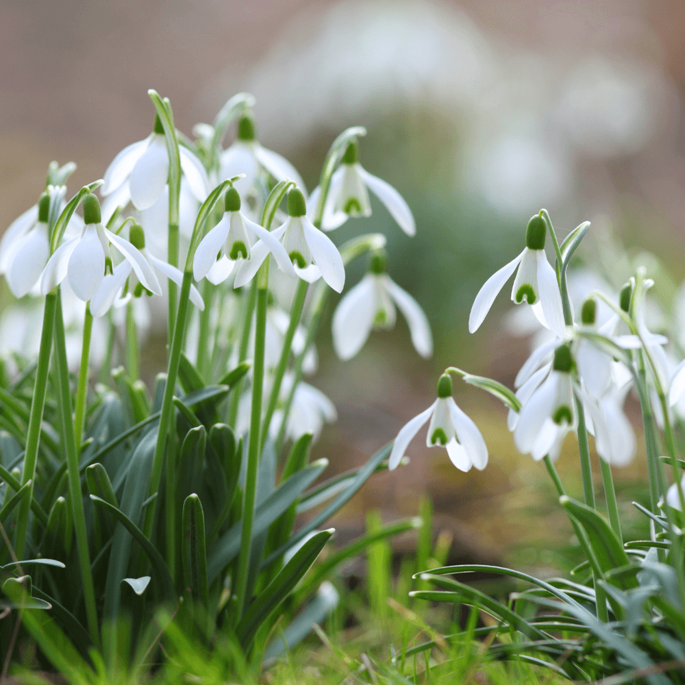 Snowdrops